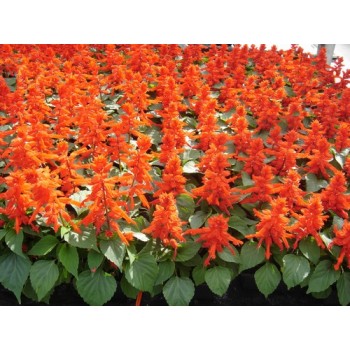 Salvia Vermelha